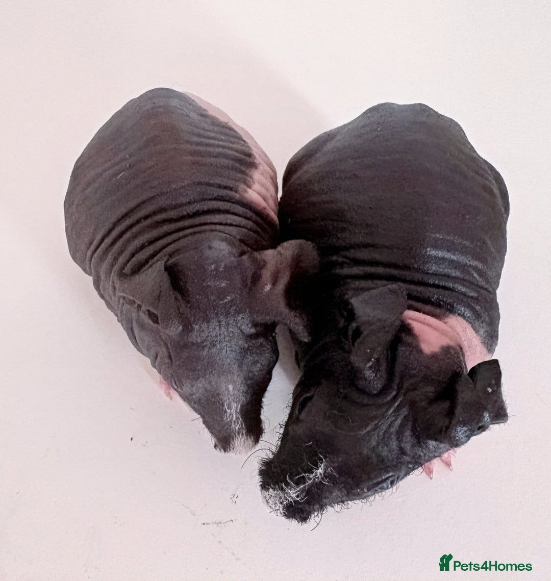 Guinea Pig rodents for sale: Skinnypig Baby Boars - Image 4