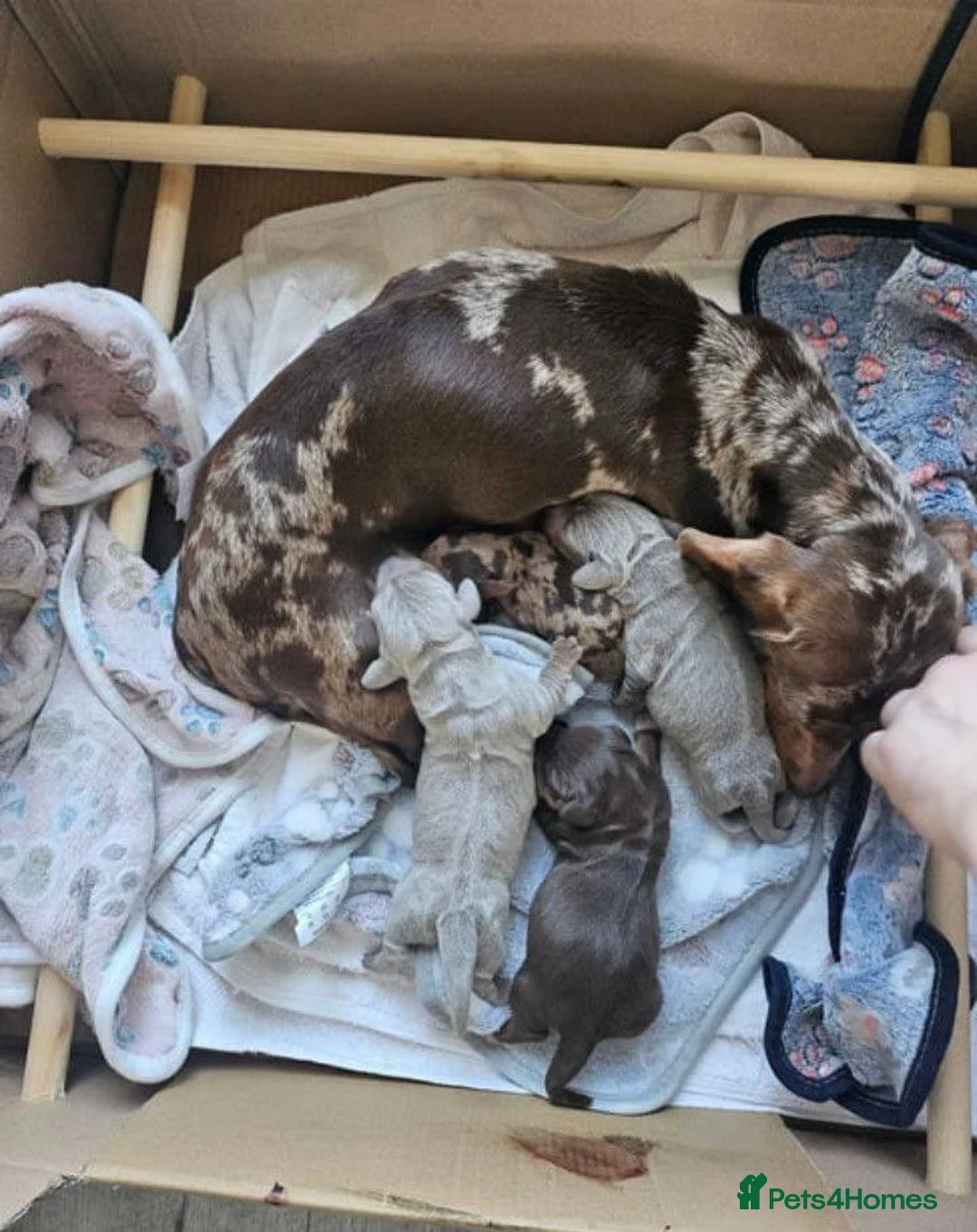 Miniature Dachshund dogs for sale: Miniature Dachshund Litter of 4 puppies in Choppington - Advert 1