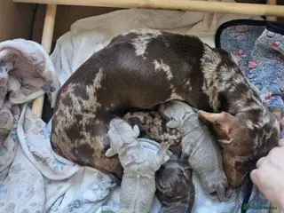 Miniature Dachshund dogs Miniature Dachshund Litter of 4 puppies - Advert 17