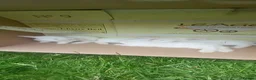 New Zealand rabbits for sale: New Zealand white kits for sale  in Wallington - Advert 10