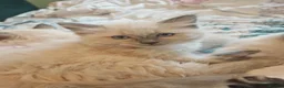 Ragdoll cats for sale: Kittens ready to new home  - Advert 19