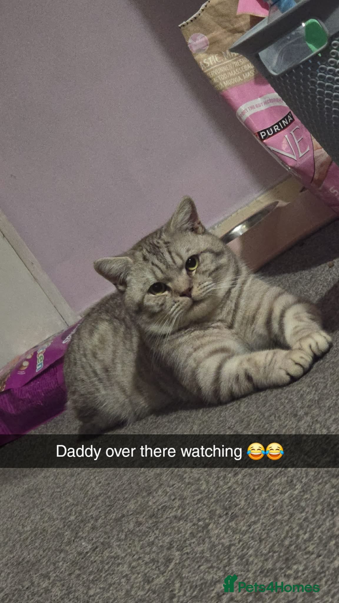 British Shorthair cats Big British short-haired male stud!  - Advert 1