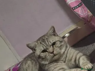 British Shorthair cats Big British short-haired male stud! - Advert 1