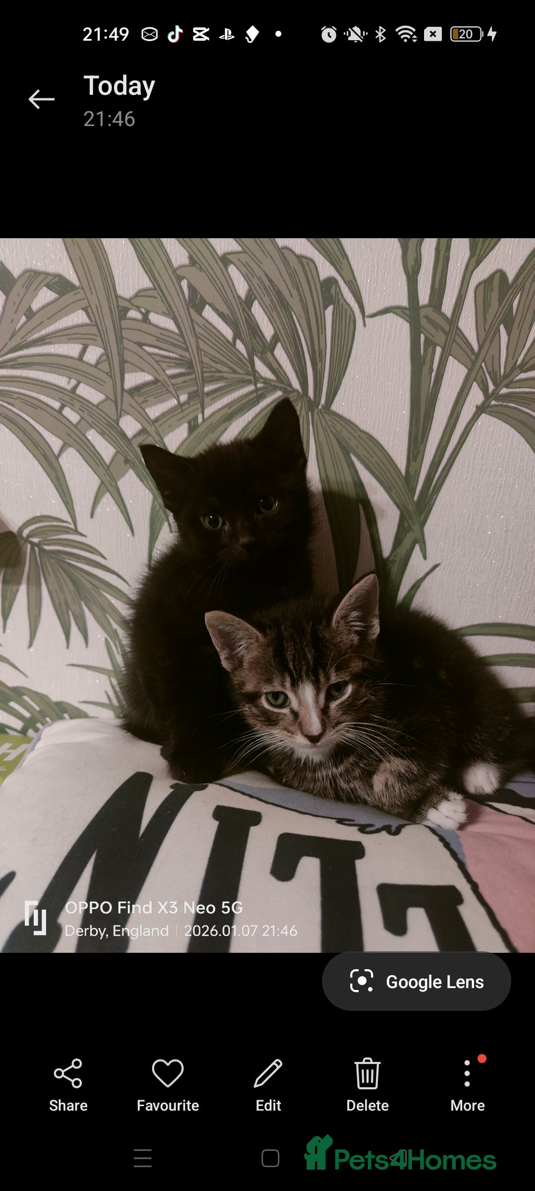 Mixed Breed cats for sale: Three kittens available  - Advert 3