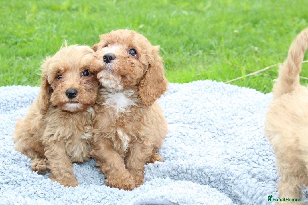 Cavapoochon dogs for sale: Stunning litter of Cavapoochons Ready Thursday  - Image 7
