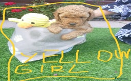 Toy Poodle dogs for sale: Gorgeous Toy Poodles - Image 15