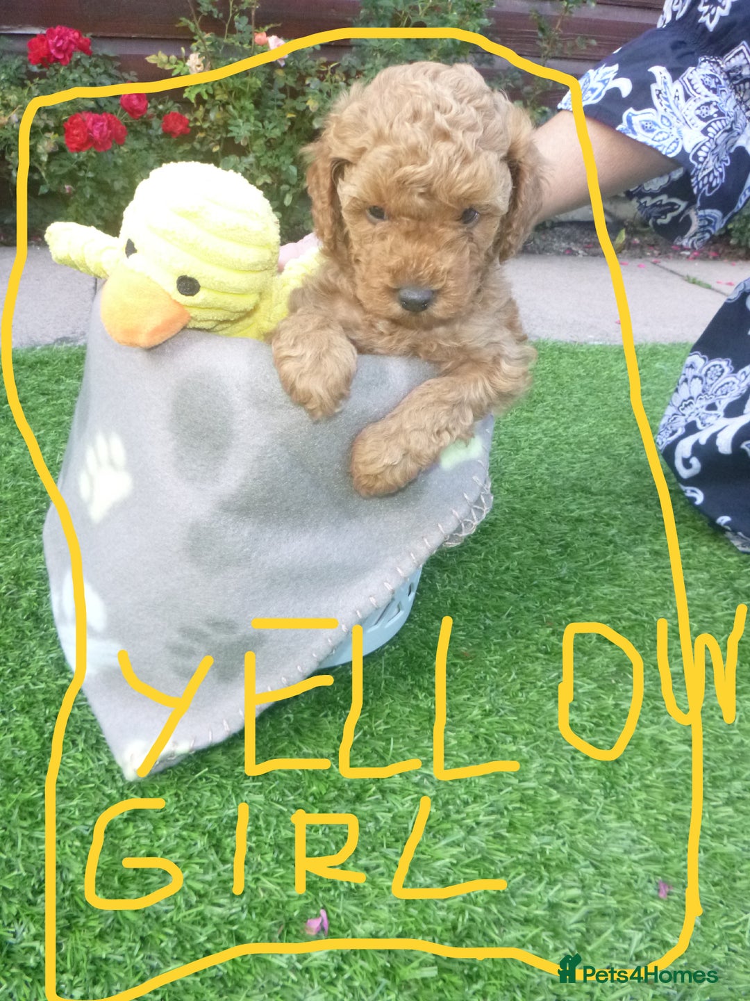Toy Poodle dogs for sale: Gorgeous Toy Poodles - Image 15