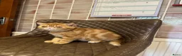 Exotic cats for sale: Hello I’m Humffrey I’m an exotic shorthair  - Advert 4