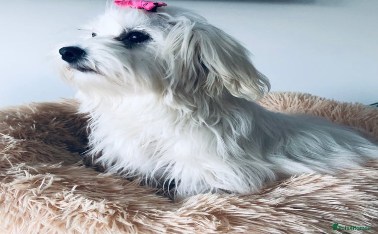 Maltese dogs in Worthing - Advert 13