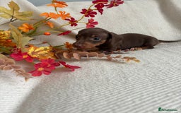 Miniature Dachshund dogs for sale: Beautiful chocolate and tan miniature dachshund  - Image 12