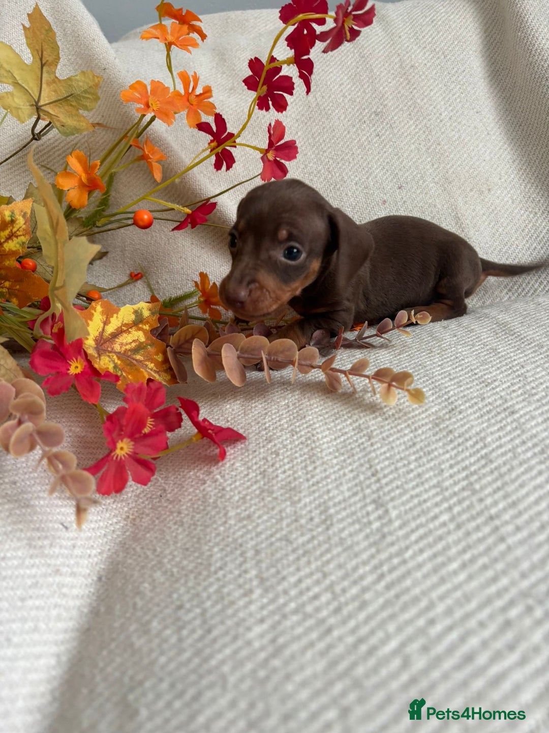 Miniature Dachshund dogs for sale: Beautiful chocolate and tan miniature dachshund  - Image 12
