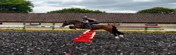 Welsh Section C horses for sale: 13.2hh Welsh Section C Bay Gelding – 8 Years Old  in Great Yarmouth - Advert 7