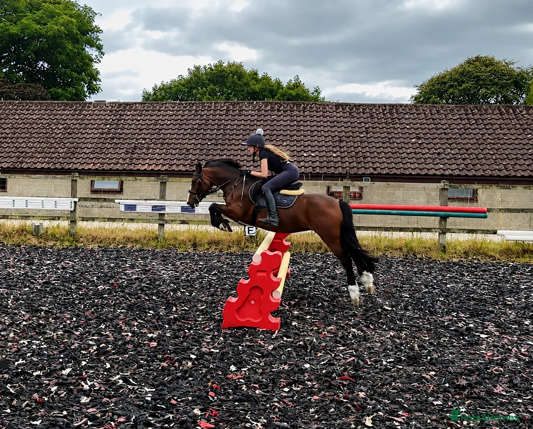 Welsh Section C horses for sale: 13.2hh Welsh Section C Bay Gelding – 8 Years Old  in Great Yarmouth - Advert 7