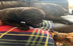 Shar Pei dogs for sale: 2 females 3 males Shar pei pups - Image 29