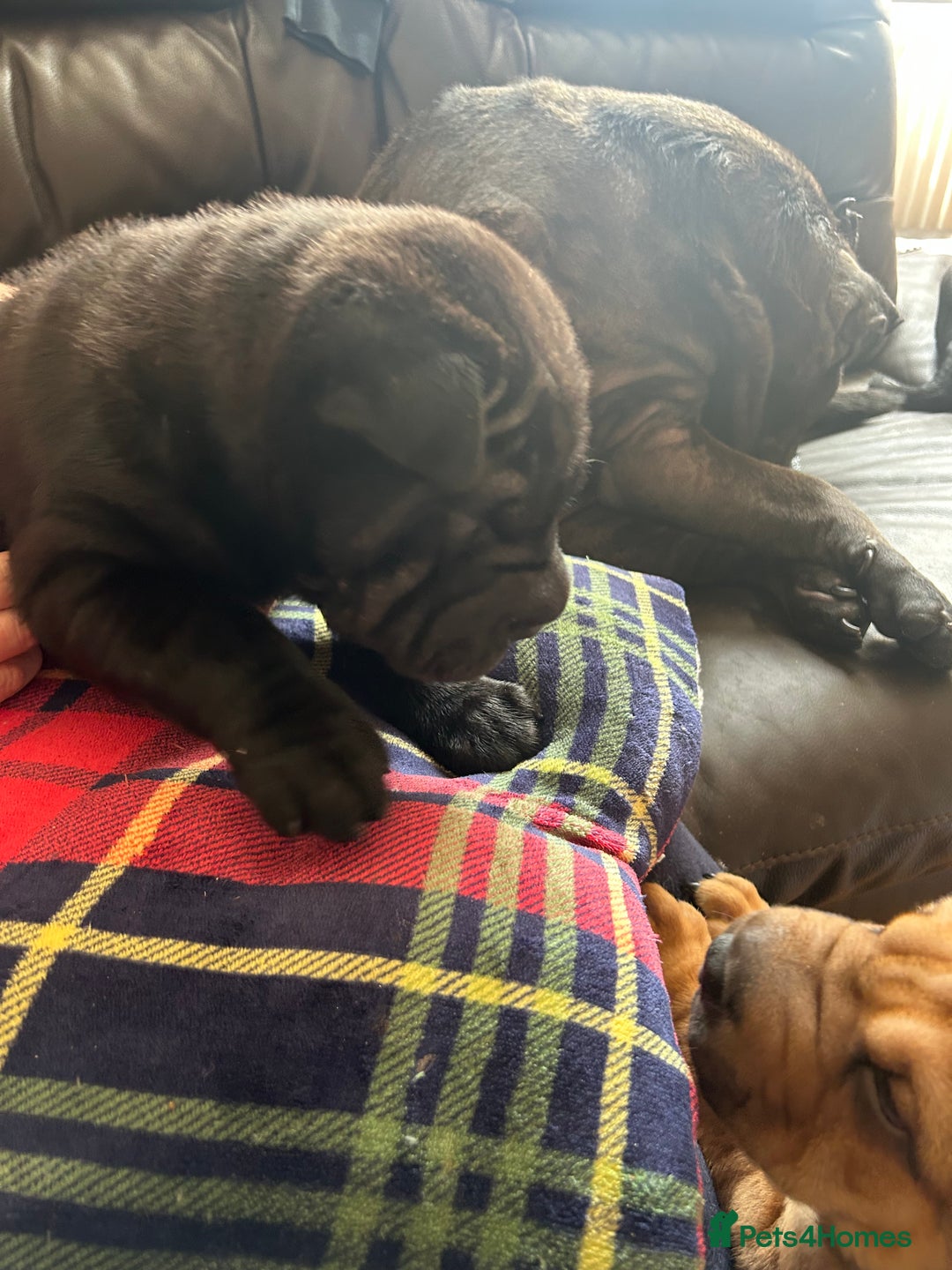 Shar Pei dogs for sale: 2 females 3 males Shar pei pups - Image 29