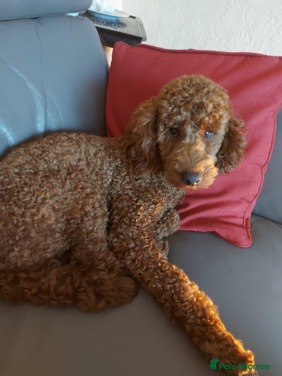 Miniature Poodle dogs for stud: OUR BARRY-KC REGISTERED MINIATURE POODLE FOR STUD in Preston - Advert 2