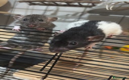 Rat rodents for sale: 2 dumbo Rex rats and one normal dumbo rat - Image 2