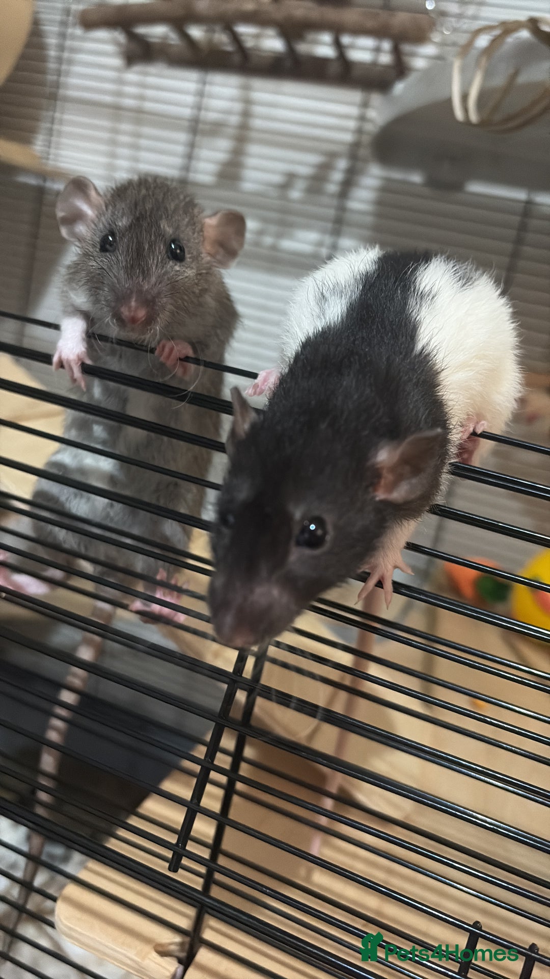 Rat rodents for sale: 2 dumbo Rex rats and one normal dumbo rat - Image 2
