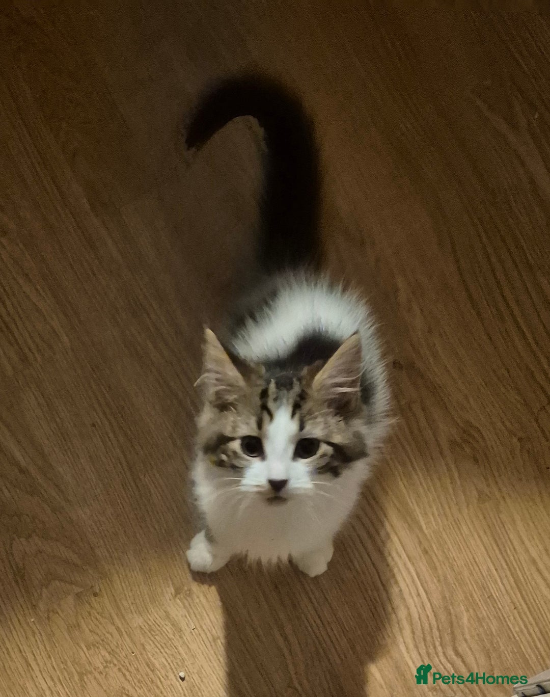 Mixed Breed cats for sale: Kittens ready for new home - Advert 9