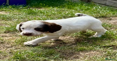 English Springer Spaniel dogs - Advert 15