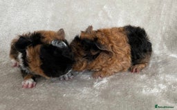 Guinea Pig rodents for sale: Purebred Lunkarya Guinea pigs - Image 1