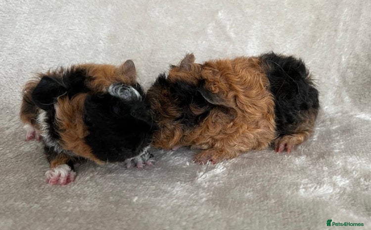 Guinea Pig rodents - Advert 1