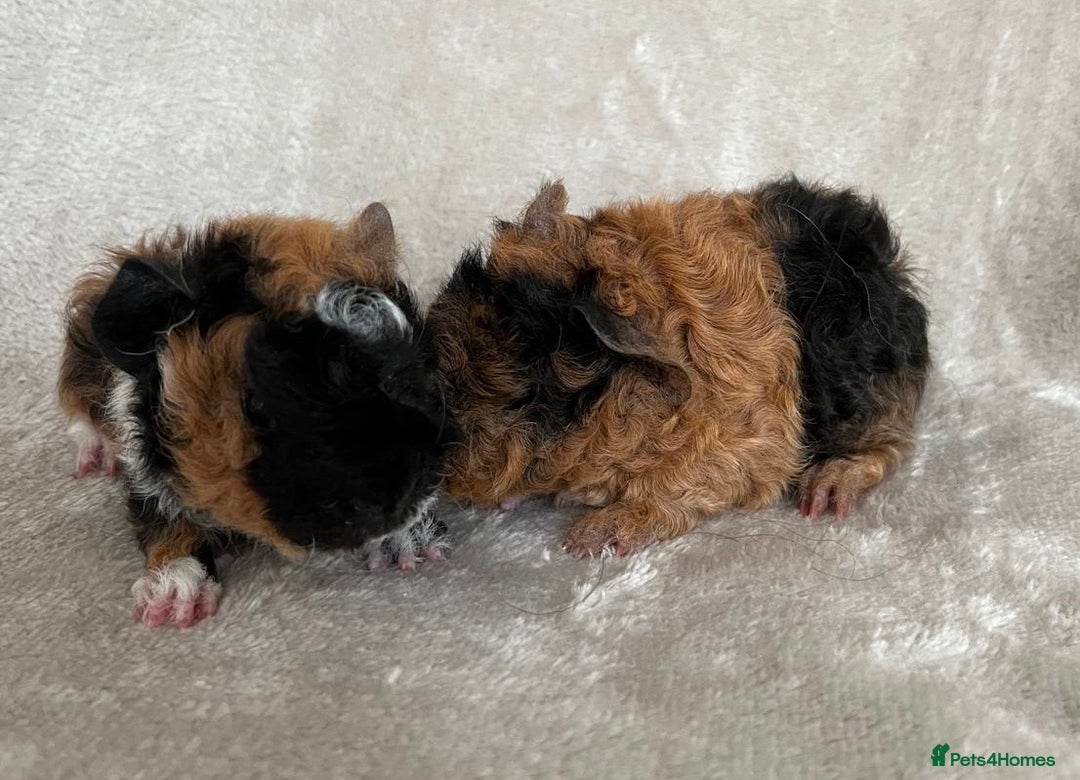 Guinea Pig rodents for sale: Purebred Lunkarya Guinea pigs - Image 1
