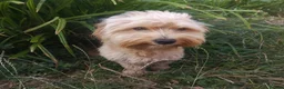 Maltese dogs for sale: Urgent mom and dad for sale  - Advert 6
