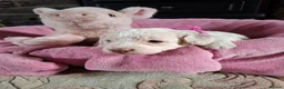 Cockapoo dogs for sale: Beautiful Cockapoo Puppies For Sale  in Leyland - Advert 12
