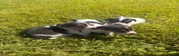 Jack Russell dogs for sale: Jack Russell Puppies For Sale in Launceston - Advert 9