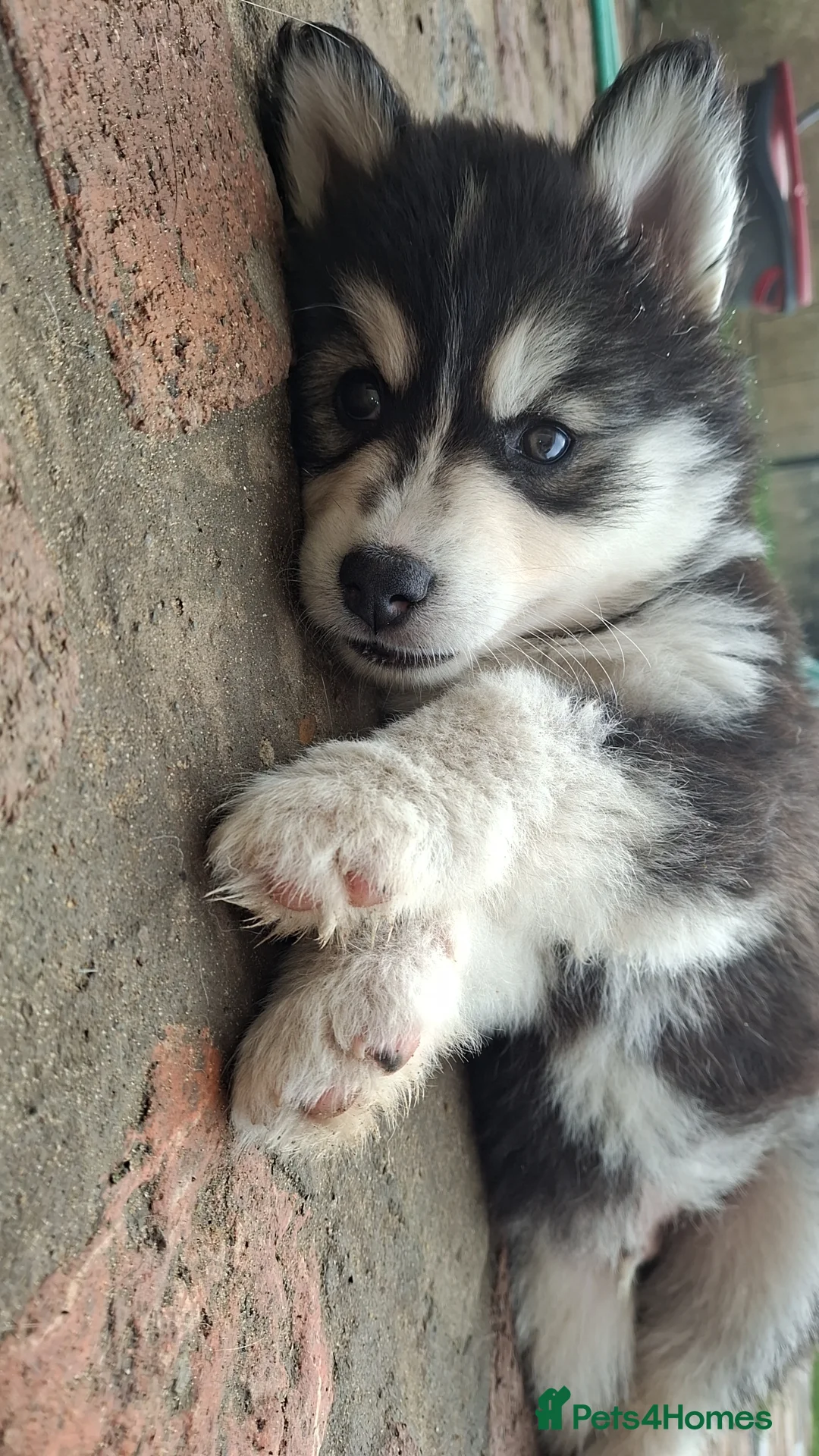 Pomsky dogs for sale: ❤️ POMSKY PUPPIES READY NOW ❤️ in Port Talbot - Advert 2