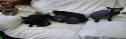 Mixed Breed cats for sale: Mixed sphinx kittens for sale  in Rotherham - Advert 22