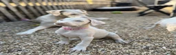 Dobermann dogs for sale: Exceptional White & Cream Doberman Puppies - Advert 11