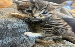 Mixed Breed cats for sale: Mixed breed kittens for sale  - Image 10