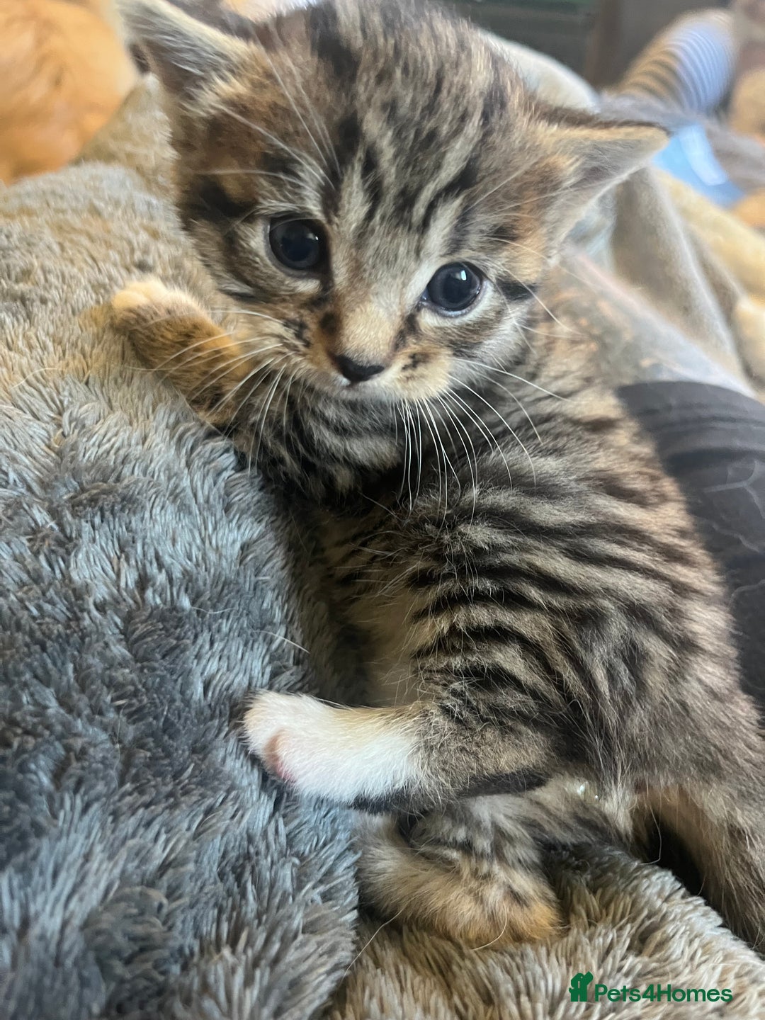 Mixed Breed cats for sale: Mixed breed kittens for sale  - Image 10