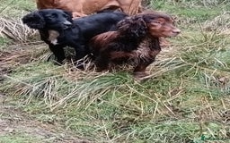 Cocker Spaniel dogs for sale: beautiful tri coloured working cocker spaniels  - Image 9