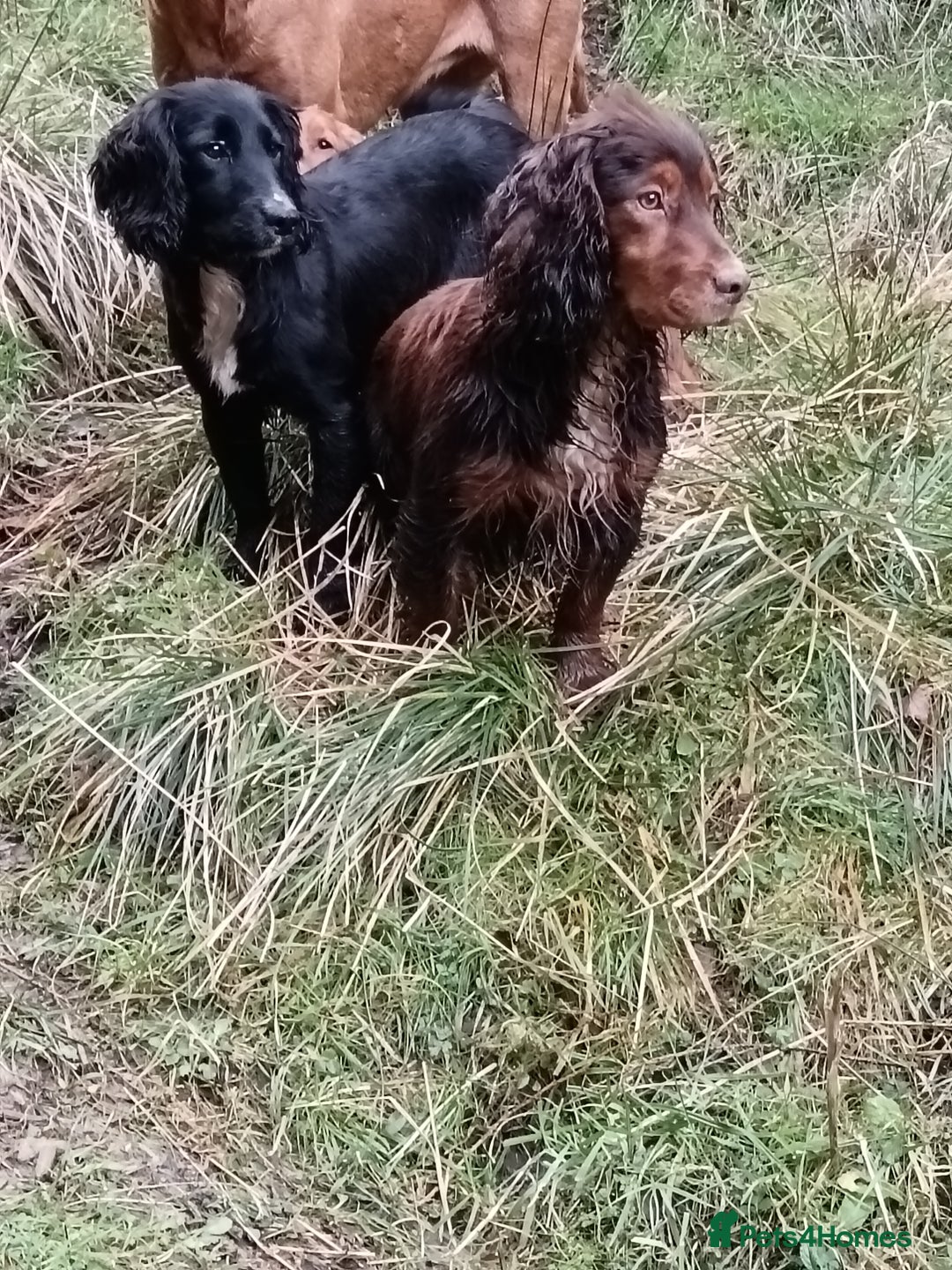 Cocker Spaniel dogs for sale: beautiful tri coloured working cocker spaniels  - Image 9