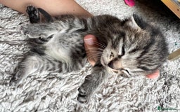 Mixed Breed cats for sale: Ragdoll x kittens  - Image 1