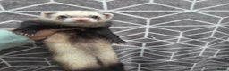 Ferret rodents for sale: 4 stunning ferrets looking for new homes - Advert 1