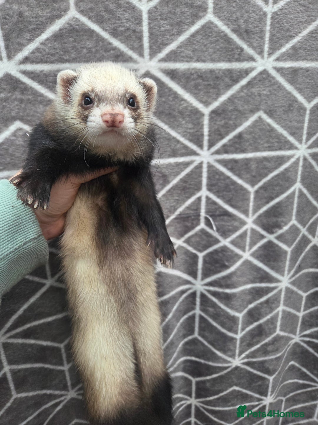 Ferret rodents for sale: 4 stunning ferrets looking for new homes - Advert 1