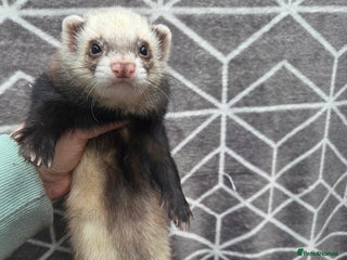 Ferret rodents 4 stunning ferrets looking for new homes - Advert 13