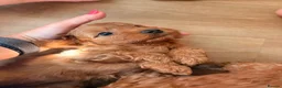 Cavapoo dogs for sale: Stunning Fox red F1b cavapoo puppies in Cranbrook - Advert 16