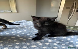 Mixed Breed cats for sale: 4 x Beautiful Adorable Kittens *Ready Now* - Image 20