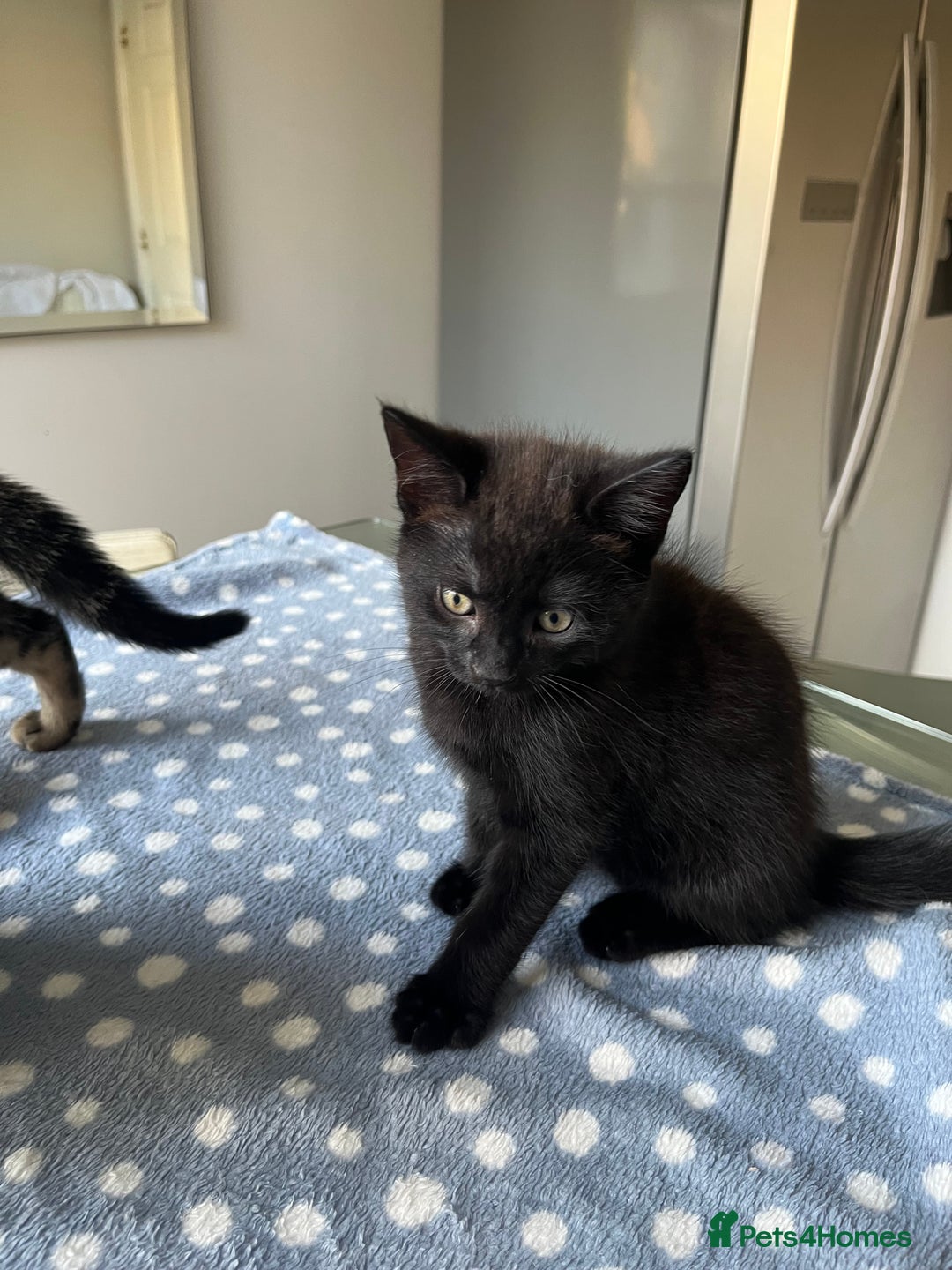 Mixed Breed cats for sale: 4 x Beautiful Adorable Kittens *Ready Now* - Image 20
