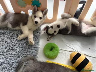 Siberian Husky dogs Siberian huskies for sale - Advert 6