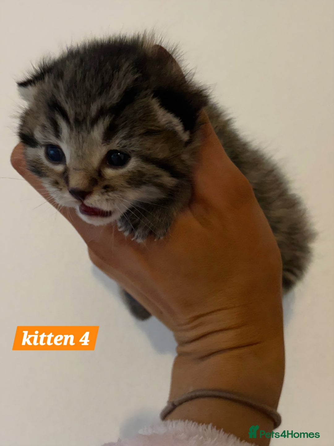Scottish Fold cats for sale: Stunning Smoky Grey Kittens - Advert 16