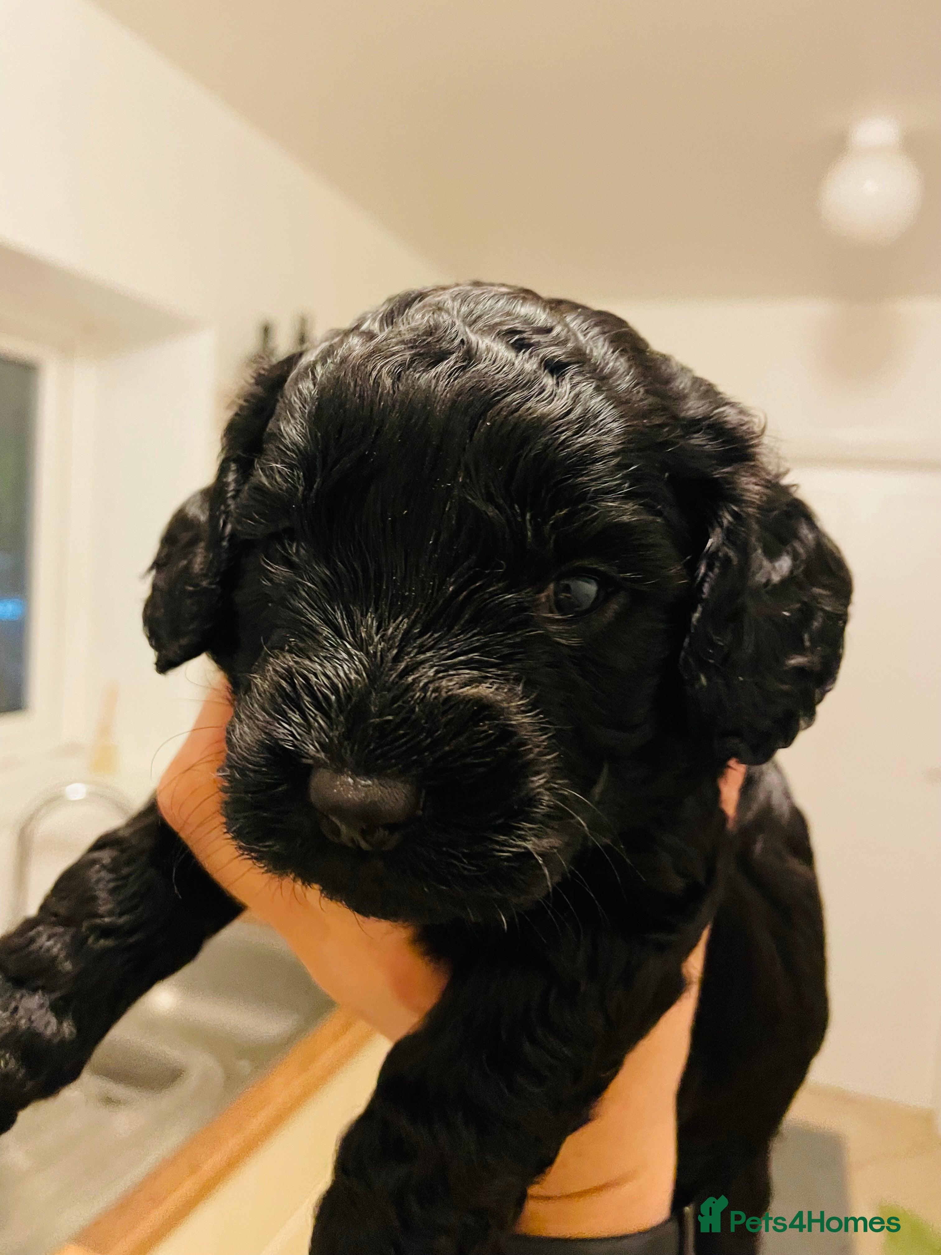 Cockapoo dogs Adorable Cockapoo Puppies - Advert 2