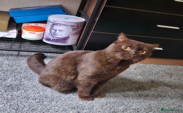 British Shorthair cats (GCCF REGISTER) British shorthair  - Advert 2