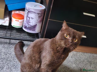 British Shorthair cats (GCCF REGISTER) British shorthair - Advert 1