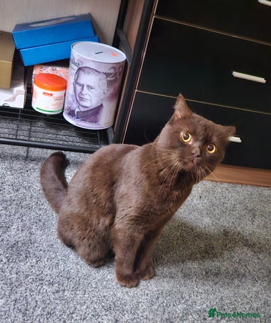 British Shorthair cats (GCCF REGISTER) British shorthair - Advert 2